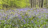 Excursión Senderismo Gerpinnes - Jacinthe des bois épisode 2 - Photo 4