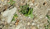 Tour Wandern Saorge - Pont de Castou Vallon  de la Bendola  - Photo 1