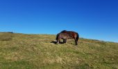 Tour Wandern Ainhoa - Ainhoa. Col de 3 croix - Photo 9