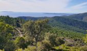 Randonnée Trail Cavalaire-sur-Mer - cavalaire, le dattier par les DFCI - Photo 1