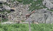 Excursión Senderismo Belvédère - lac de la fous - Photo 4