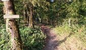 Tour Wandern Sasnières - Sasnières - Forêt de Prunay - Photo 3