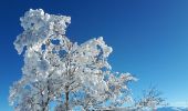 Tocht Sneeuwschoenen Lans-en-Vercors - Circuit les Aigaux / Charande - Photo 12