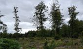 Trail Walking Martelange - Martelange, Bois d’Anlier, Passerelle des oiseaux - Photo 5