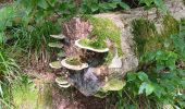 Trail Walking Houffalize - Le herou . Le chesle - Photo 9