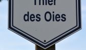 Tour Wandern Thimister-Clermont - 20220514 - Thimister 3.9 Km - Photo 14