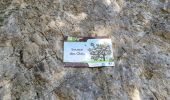 Trail Walking La Roquebrussanne - ROQUEBRUSANNE - Photo 1