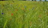 Randonnée Marche Verneuil-sur-Seine - les clairieres de Verneuil - Photo 7