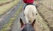 Trail Horseback riding Saint-Martin - Reprise Kaline Tivio  - Photo 2