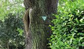 Tour Zu Fuß Unbekannt - Rundweg A2 (Schellenberger Wald) - Photo 9