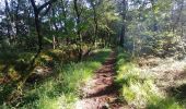 Tocht Stappen Trémaouézan - Tremaouézan, tourbière et zone humide de Langazel - Photo 2