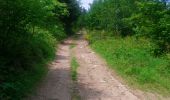 Trail Walking Ferdrupt - Boucle Ferdrupt / les chalets  - Photo 16