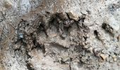 Randonnée Marche Autrans-Méaudre en Vercors - Le bois du Claret - Photo 2