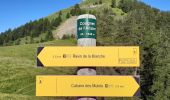 Trail Walking Seyne - SEYNES LES ALPES . Grand puy , montagne de la Blache , cabane du Mulet o l s - Photo 10