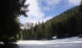Trail On foot Tesero - Sentiero forestale Cucal - Photo 7