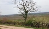 Trail Walking Vougeot - Clos Vougeot - Photo 6