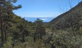 Trail Walking Gorbio - cime de Cabanelles depuis Gorbio - Photo 6