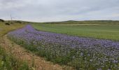 Trail Walking Sangatte - Cap Blanc Nez  - Photo 7