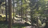 Trail Walking Schirmeck - Le Donon et Col de Prayé - Photo 9