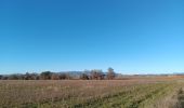 Trail Walking Valensole - plateau de valensole . ravin des cognets . ravin de la combe  - Photo 18
