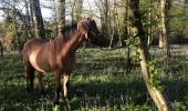 Tocht Paardrijden Vercourt - Bibine jacinthe VERCOURT  - Photo 4