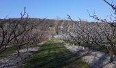 Randonnée Marche Livron-sur-Drôme - livron coteaux de brezem - Photo 1