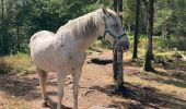 Trail Horseback riding Saint-Quirin - Camping st quirin belles roches abri Klein haut du bon Dieu halmoze lamperstein  - Photo 14