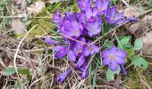 Trail Walking Schalkenmehren - Eifel Maaren - Photo 18