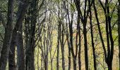 Tour Wandern Overijse - #221024 - Jesus-Eik, Arboretum, Kapucijnenbos - Photo 2