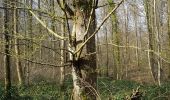 Excursión Senderismo Villers-Cotterêts - Abbaye, fontaine en forêt  - Photo 11