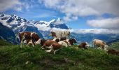 Trail On foot Grindelwald - Grosse Scheidegg - Scheidegg / Oberläger - Photo 1