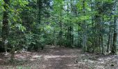 Tocht Stappen Saint-Agnan-en-Vercors - Rocher du mas (vercors) - Photo 18