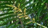 Tour Wandern Le Lorrain - Boucle Morne Jacob - Photo 20