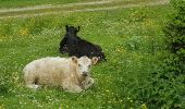 Trail Walking Saint-Martin-Vésubie - BOREON - Photo 1