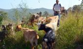 Excursión Senderismo La Crau - Fenouillet - Chateau de Hyères - retour par les vignes - Photo 8