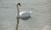 Randonnée Marche Berre-l'Étang - PF-Berre-l'Etang - Saint Chamas - La Petite Camargue - Photo 1