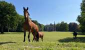 Trail Walking Soignies - Thieusies Rando des châteaux et moulins - Photo 19