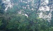 Tour Wandern Metzeral - Tour Steinabruck - Mittlach - Photo 12