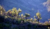 Tour Wandern La Garde-Freinet - SityTrail - Fort Freinet-la Garde-Freinet-02-06-23 - Photo 8