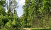 Trail On foot Altenbeken - Wildnis-Steig (Naturerbe Wanderwelt) - Photo 6