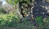 Excursión Senderismo Le Lorrain - Boucle Vallon - Morne-Bois - Seguineau - Photo 20