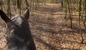 Trail Horseback riding Habay - Marbehan par le Trou du Bois - Photo 4