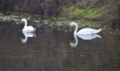 Tour Wandern Oupeye - 20211216 - Balade ornithologique - Trilogiport - Photo 16