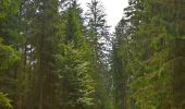Tour Wandern Eupen - 20250714 - BIOS Ternell - 8.8 Km - Photo 5