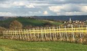 Trail Walking Aubel - Tour pédestre (complet) des vignes du vin du pays de Herve - Photo 9