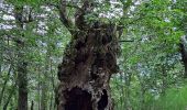 Tour Wandern Bagni di Lucca - Boucle au départ de Casoli - Photo 3