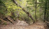 Trail On foot Rasnov - Bușteni - Poiana Pichetul Roșu - Cabana Mălăiești - Photo 3