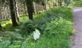 Trail Walking Feldberg - Feldsee & Feldberg Mai 2025 - Photo 4