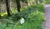 Trail Walking Feldberg - Feldsee & Feldberg - Photo 4