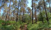 Trail Walking Coye-la-Forêt - Boucle Forêt de Coye - Photo 1